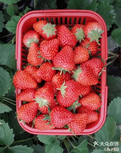 魔都摘草莓指南来了!7大区,21家草莓园,一键开启"莓"好"食"光