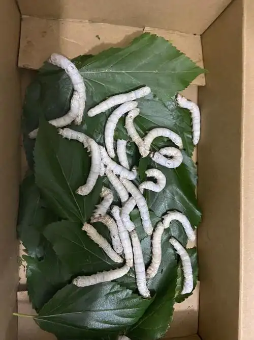 哈哈哈,本来有50多只蚕宝宝,现在蚕宝宝长大了,晚上偷偷的逃走了,逃走