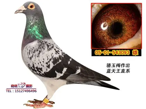 首 页  铭 鸽  新鸽上架  推荐铭鸽  定价鸽  信鸽拍卖 黄金配对