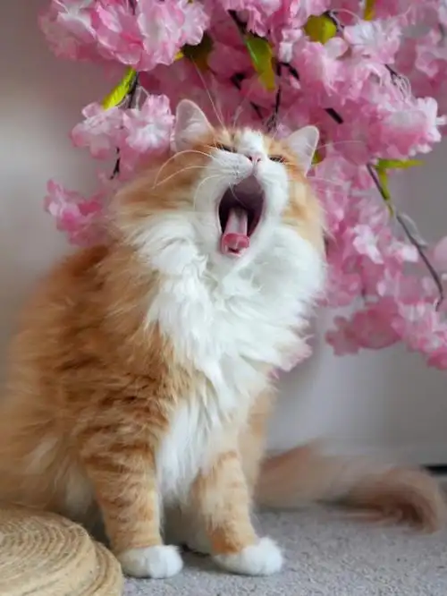 谁能拒绝一只鳌拜小橘