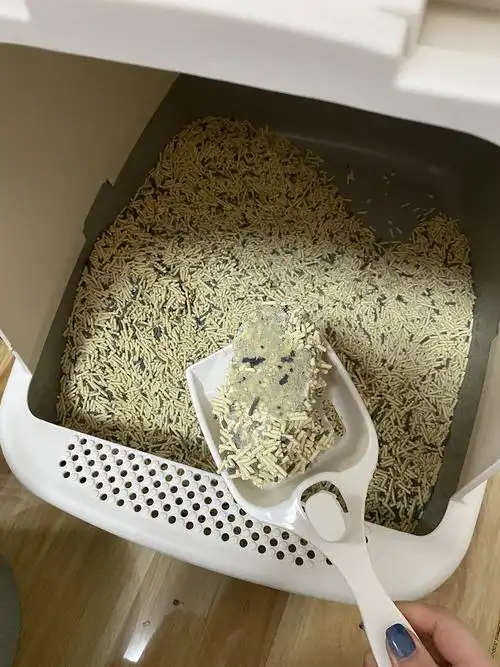 讨论猫屎为什么要拉在门口啊