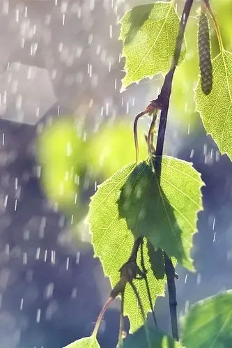 雨中美景非主流图片手机壁纸