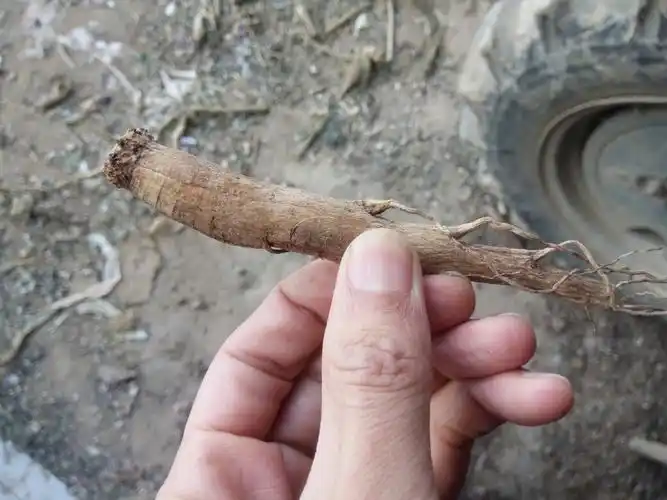 根像人参,叶子带刺.花是紫色的是什么植物?叫什么名?