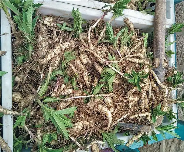 送雪莲果种球种苗高产虫草参种地参种苗火爆农业项目药膳保健蔬菜