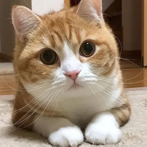 小萌萌宠物乐园