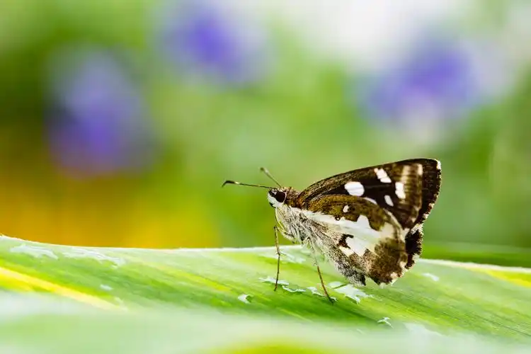 自然生态之美姜弄蝶