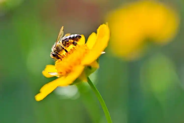山东青州:小蜜蜂采蜜忙