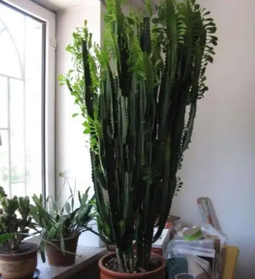 养龙骨盆栽掌握好5个技巧长得粗大高壮霸气又美观