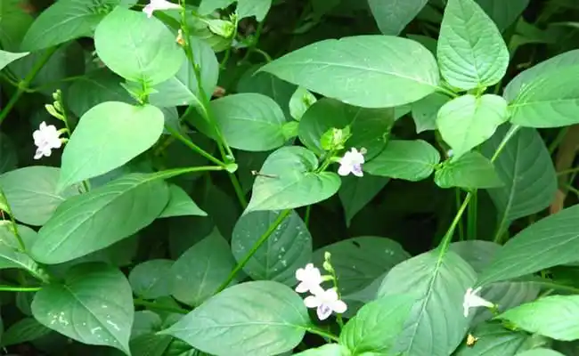 中药跌打草是爵床科植物十万错的茎,叶.