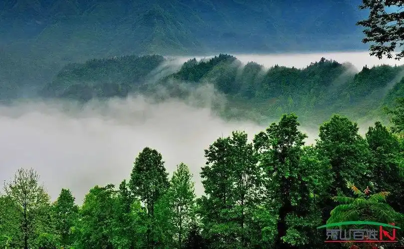 秀山最美森林美图展播图片来了
