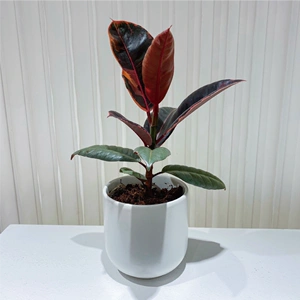 彩叶橡皮树红关公绿植盆栽室内吸甲醛花卉阳台喜阳耐旱顺丰包邮