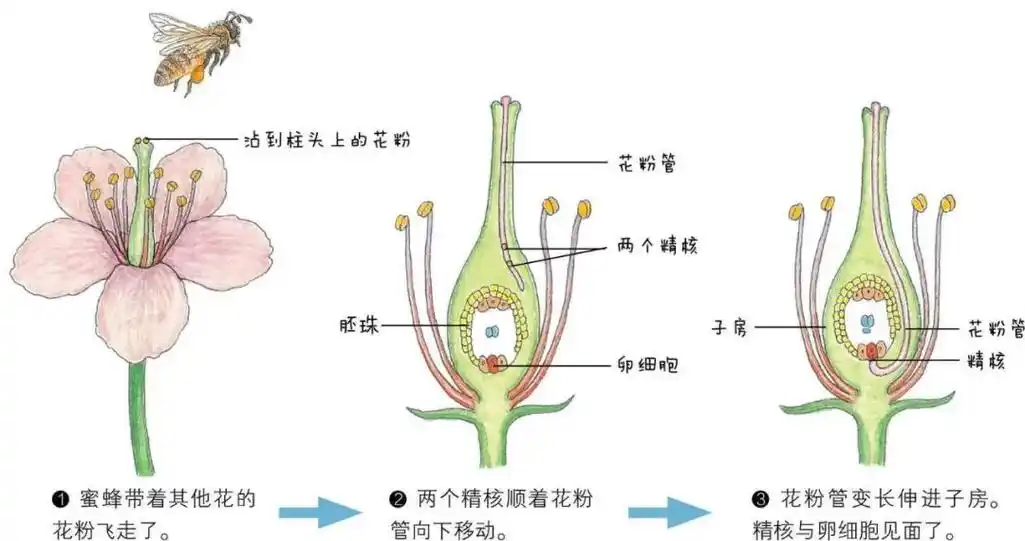 神奇的花粉自然界中的生态