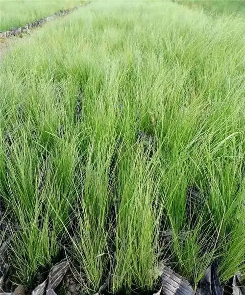 细茎针茅 细茎针茅小苗 细茎针茅x新价格-597苗木网
