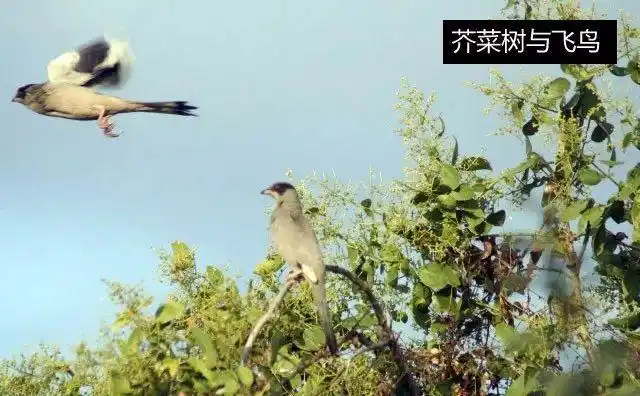 圣经中芥菜种的比喻
