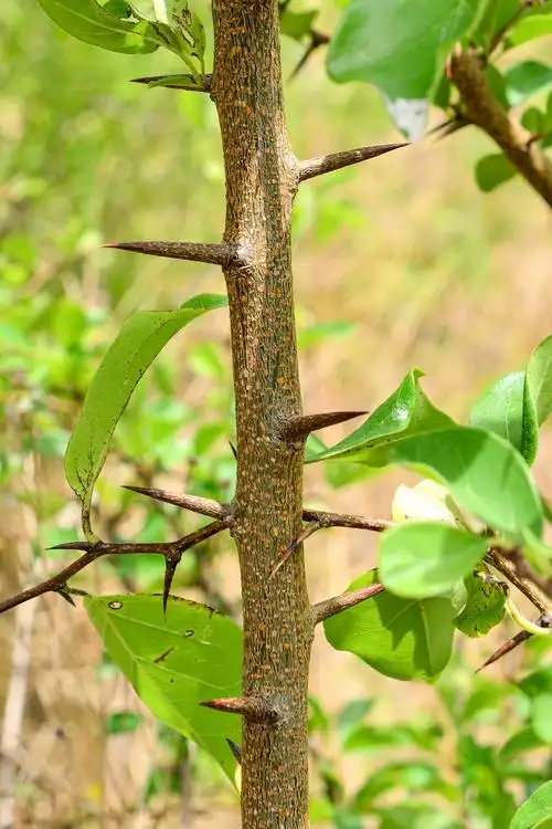 柘树果实橘红色