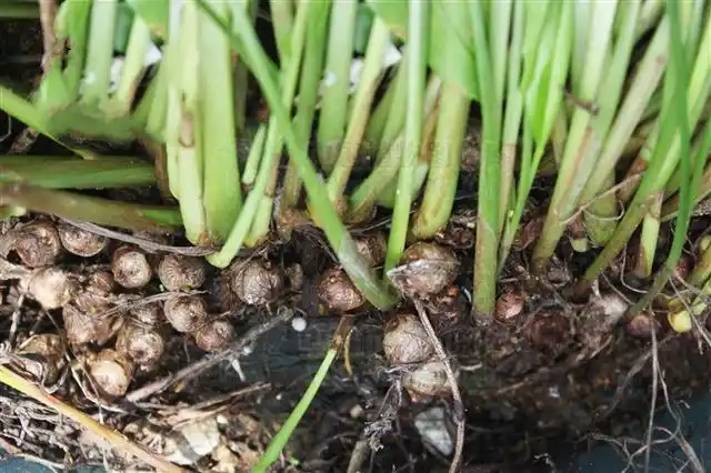 姜三七见过吗能活血散瘀消肿止痛