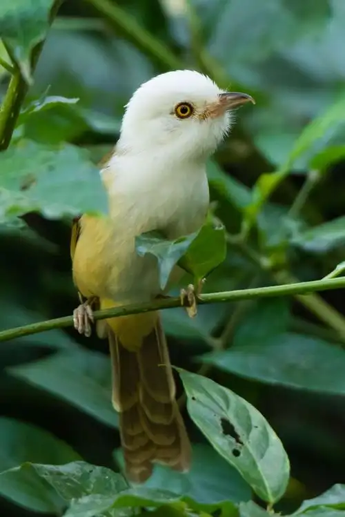 云南盈江洪崩河拍鸟系列之白头鵙鹛