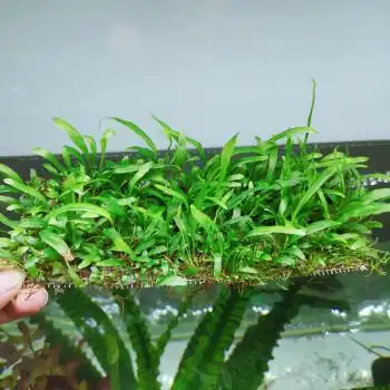 水草赖养鹿角铁细叶铁大叶铁皇冠水养增氧净化水溶莫斯铁皇冠迷你细叶