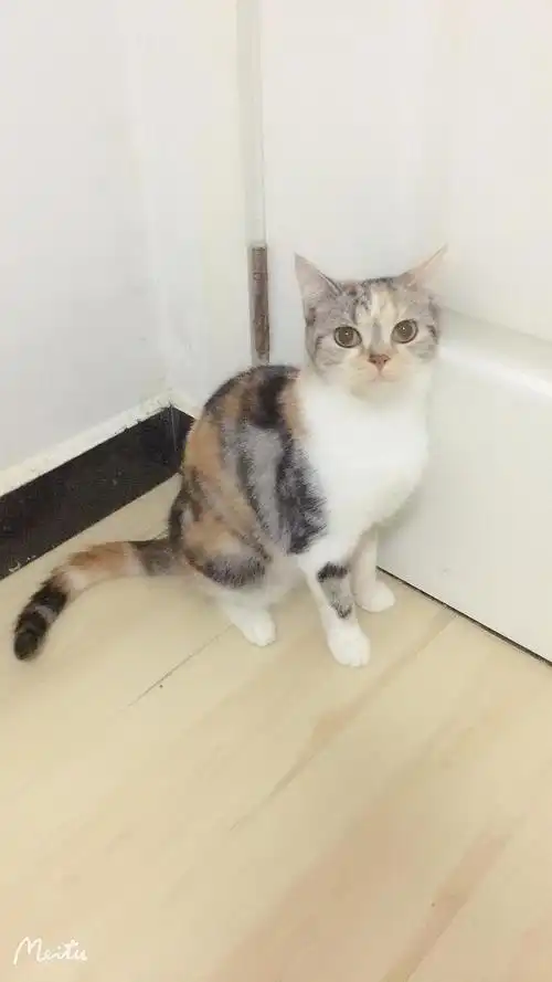 坐标北京 一对美短三花妹妹小尝送养