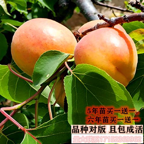 杏子树嫁接苗金太阳杏特大离核甜杏树活苗南方北方种植当年结果