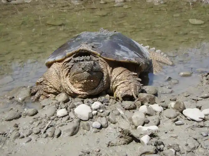 common snapping turtle