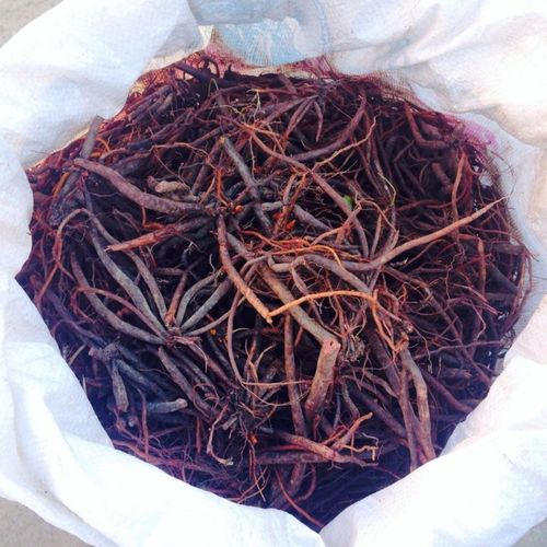 云南哀牢山的高山小红参晒干货80克份可以煲汤喝可以泡酒