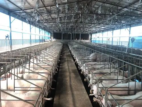 养猪场体内 体外寄生虫危害大,养殖户驱虫误区多,时间 药量 环境三者