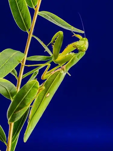 fishing locust,green,close,nature,leaf,praying mantis,insect
