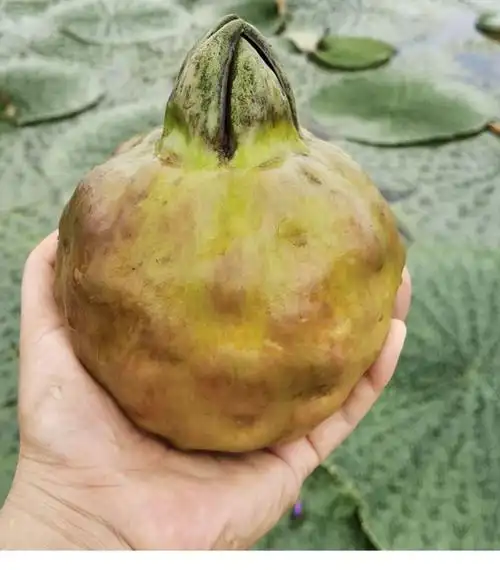 苏州新鲜鸡头米 手剥苏芡实即食 500g 1000g【图片 价格 品牌 报价】