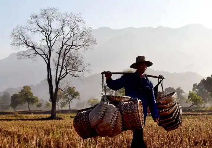 一位农民挑著担子穿过田间小路(10月22日摄).新华社