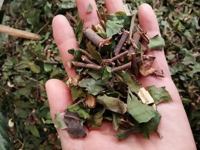 批发中药材桑寄生 广寄生