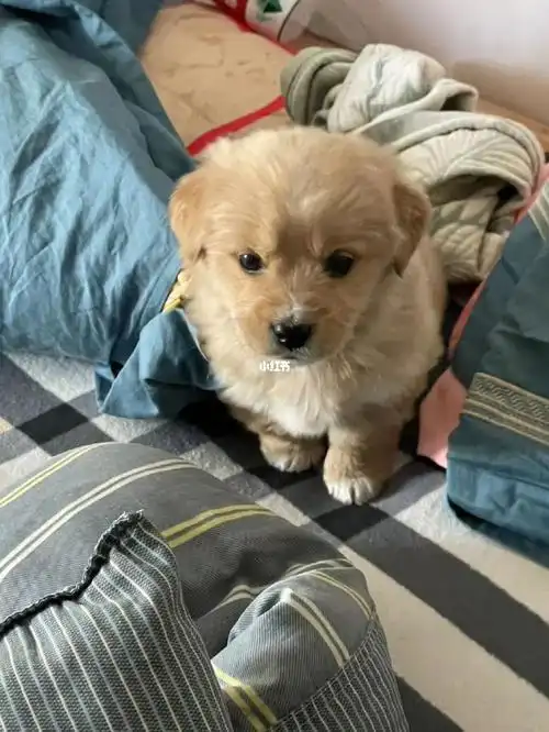 拉布拉多和土狗串串会成大型犬吗