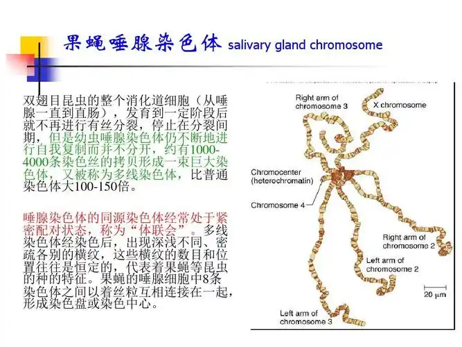 【遗传学实验】果蝇唾液腺制片ppt