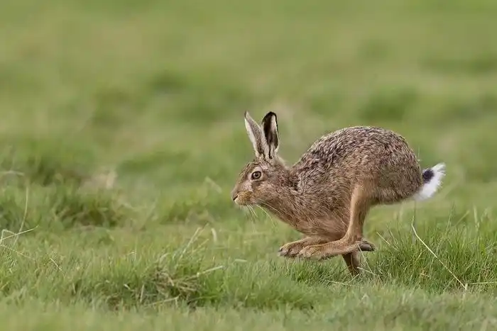 92分关于常见哺乳动物的冷门真相实用自然图鉴