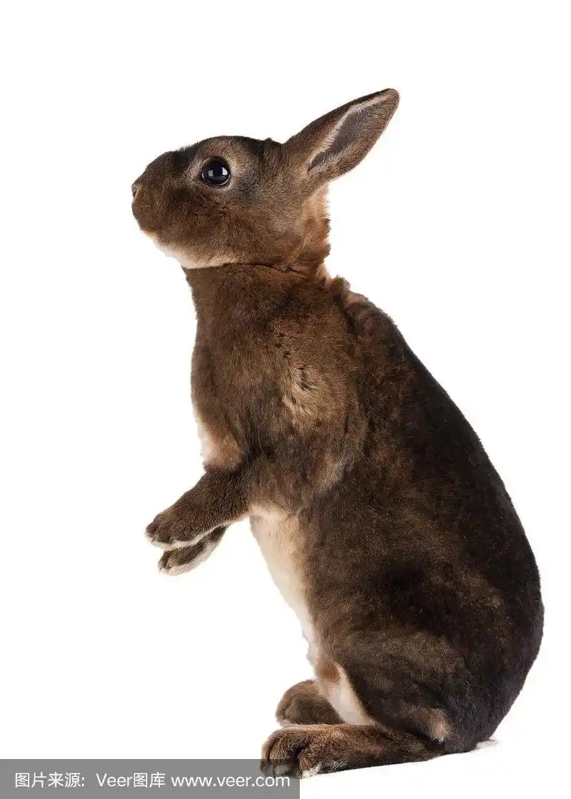 站立棕色雷克斯兔子