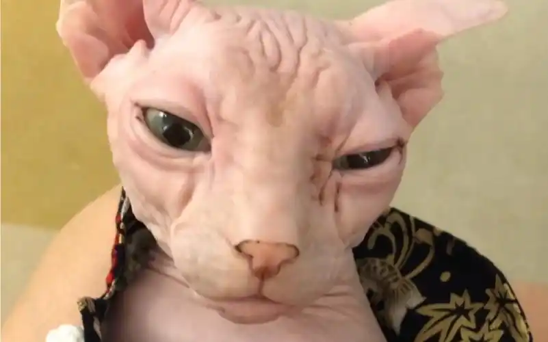 【斯芬克斯无毛猫】无毛猫真的很沙雕!很像狗子