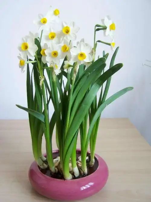 在中国已有一千多年栽培历史,为传统观赏花卉,是中国十大名花之十.