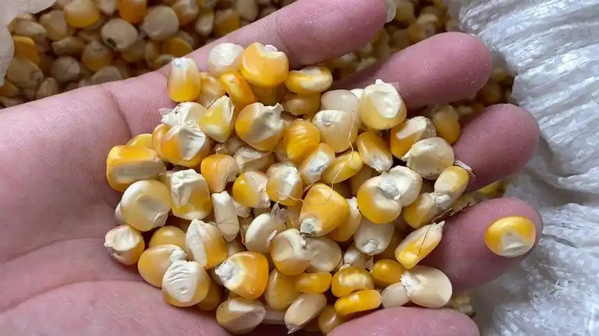 我说这个是真正的巴马珍珠黄玉米应该没人相信了吧?