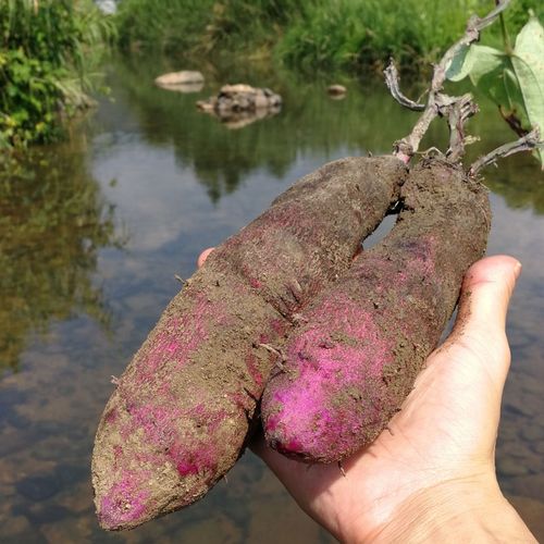 紫山药新鲜现挖紫大薯紫毛薯脚板薯火苕江西紫玉淮山净重5斤