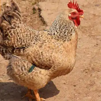 散养江汉鸡即将下蛋