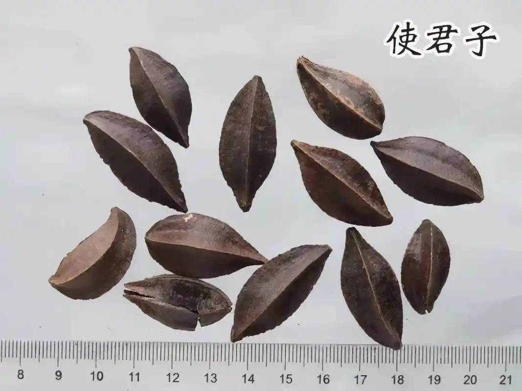 每天学习一味中药——使君子