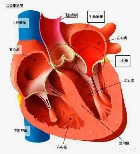 一,心脏的结构.请先看心脏解剖图.
