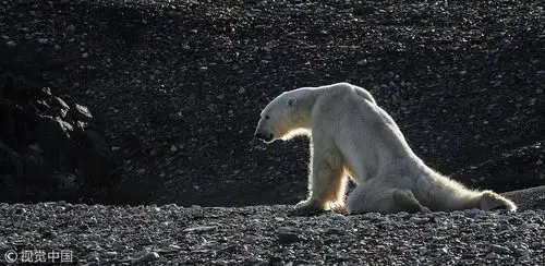 你吹空调的时候,北极熊正在死亡