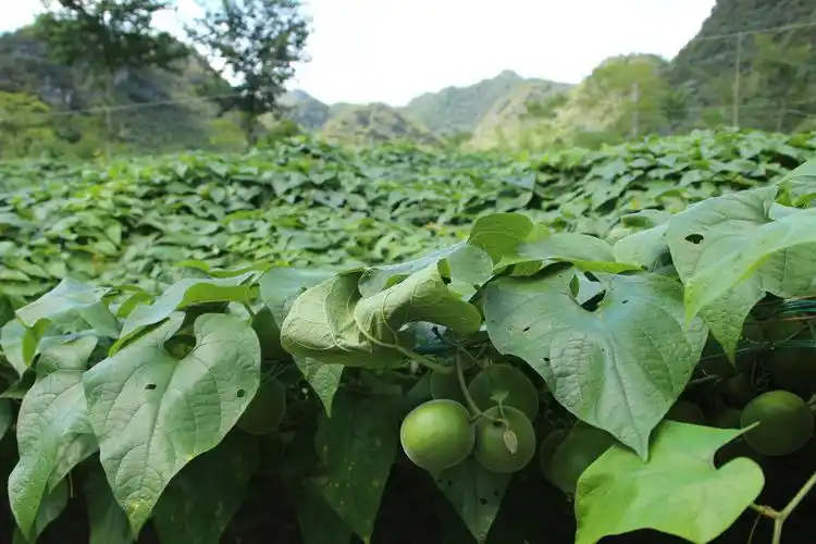 麻尾镇跳好农业产业坝坝舞