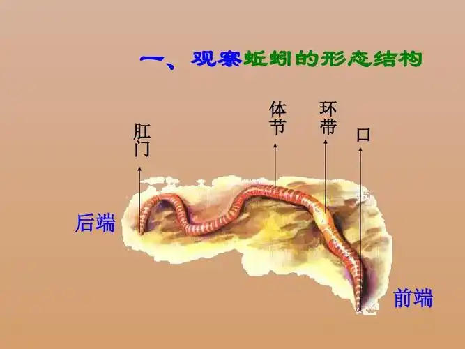 最新审定新人教版三年级科学上册蚯蚓1精品ppt课件