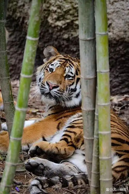 老虎也有呆萌可爱的样子这样的老虎太好玩了