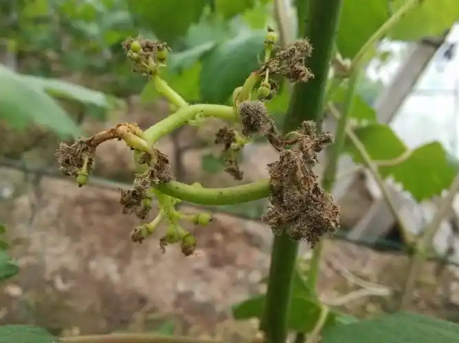 图片为葡萄灰霉病花穗后期症状