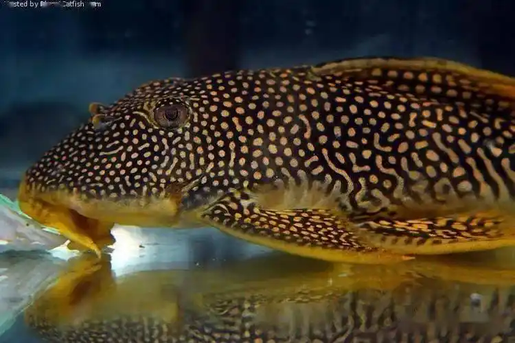 每天认识一种南美鱼33黄金达摩