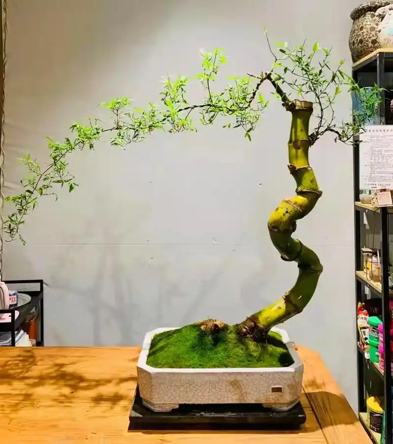 成品桩造型修剪参考图#精品盆景 #花卉绿植 #盆栽绿植 #老 - 抖音