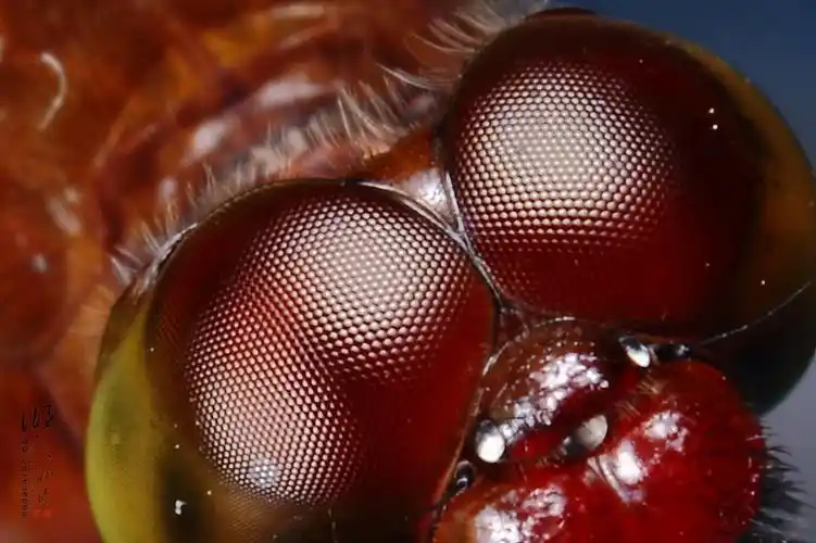 微摄影:蜻蜓复眼